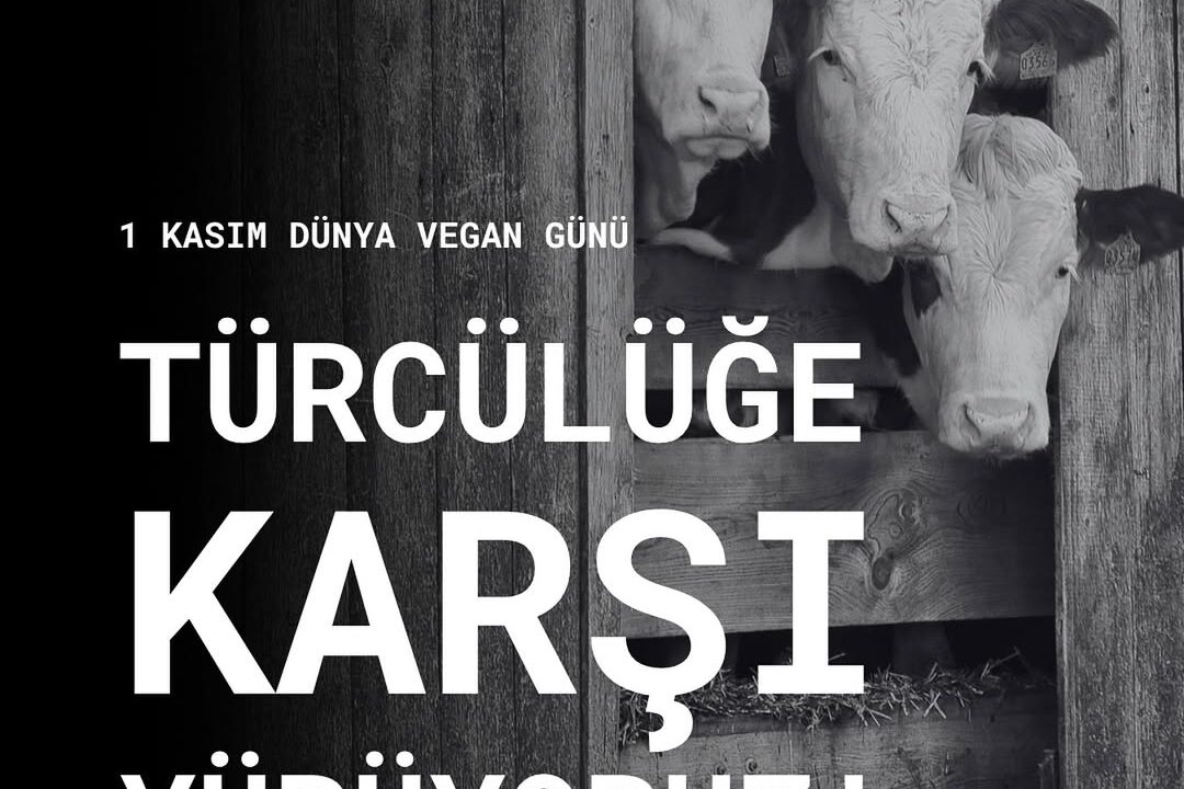 https://izmiryasamhakki.org/wp-content/uploads/2025/10/1-Kasim-Dunya-Vegan-Gunu-–-Izmirde-Sokaktayiz-✊🌱Hayvanlar-doga-ve-emek-ayni-sistem-tarafindan-yo-1080x720.jpg
