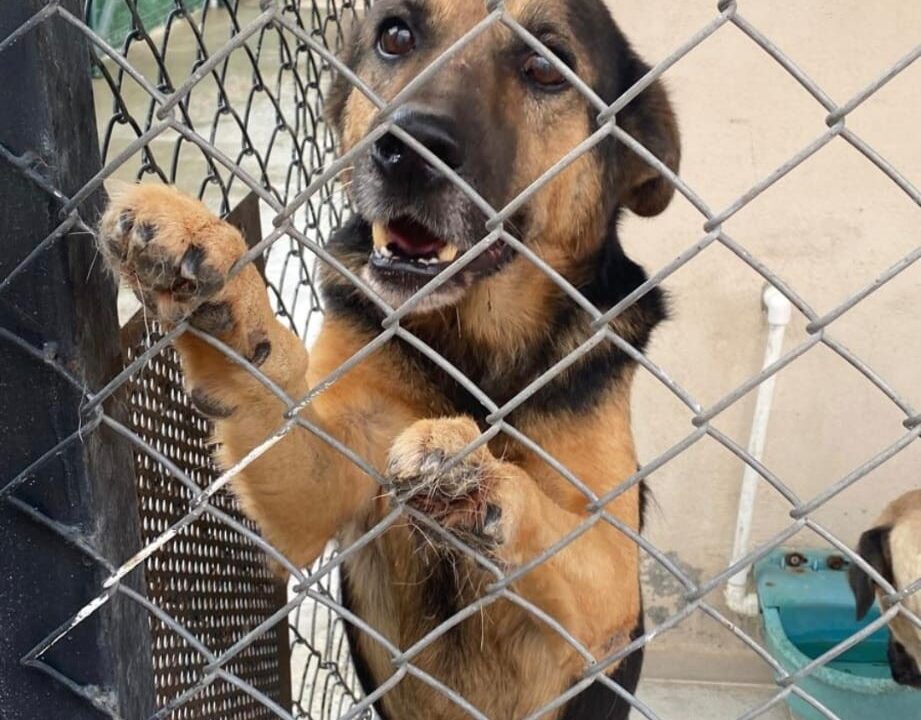 IMG-20251014-WA0002 https://izmiryasamhakki.org/wp-content/uploads/2025/10/IMG-20251014-WA0002-921x720.jpg