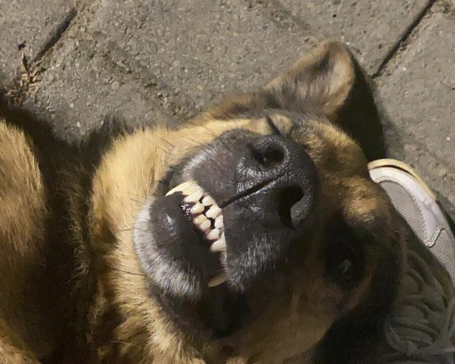 IMG-20251014-WA0011 https://izmiryasamhakki.org/wp-content/uploads/2025/10/IMG-20251014-WA0011-900x720.jpg