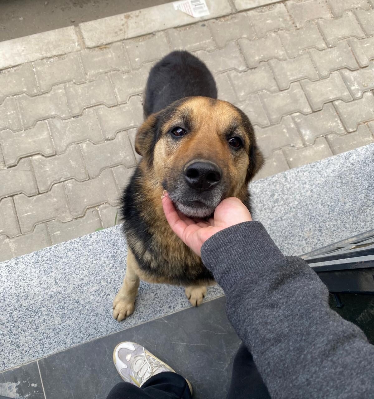 Bayraklı Belediyesi’ne soruyoruz: Zeytin’e ne oldu?