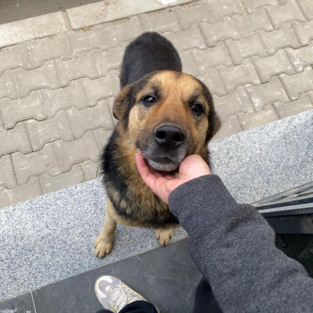 Bayraklı Belediyesi’ne soruyoruz: Zeytin’e ne oldu?