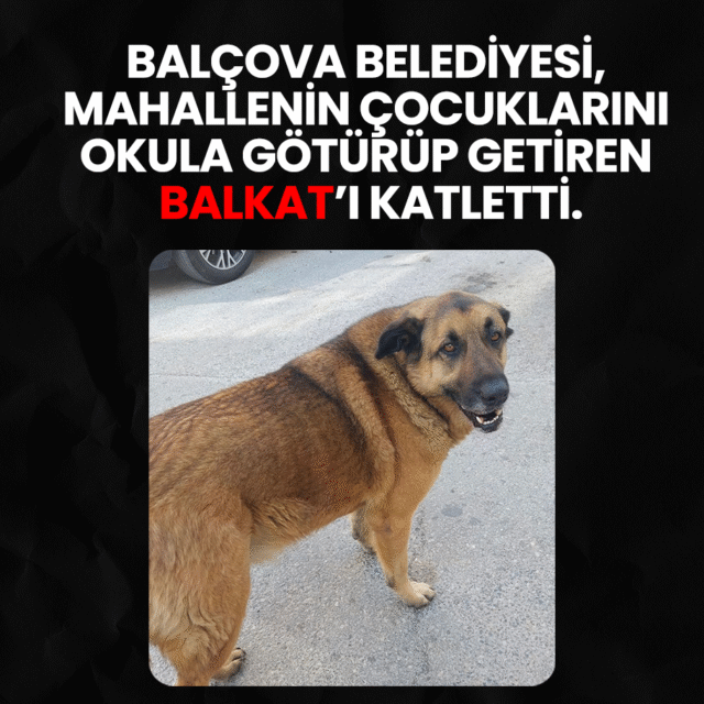 Balçova Belediyesi, mahallenin çocuklarını okula götürüp getiren Balkat’ı katletti!