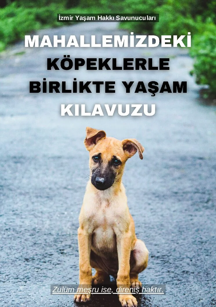 Mahallemizdeki Köpeklerle Birlikte Yaşam Kılavuzu